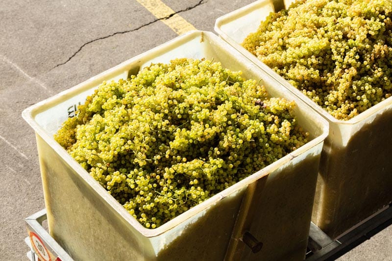 Bacs à vendanges, raisins de cépage du Chasselas