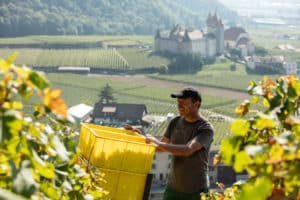 Vendange à la main dans le vignoble des Murailles à Aigle, face au Château