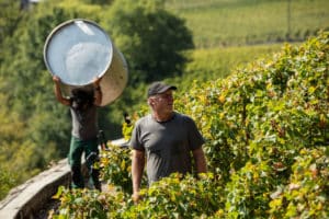 Vendanges à la main dans le vignoble du Clos des Murailles à Aigle, propriété de la Maison Henri Badoux.