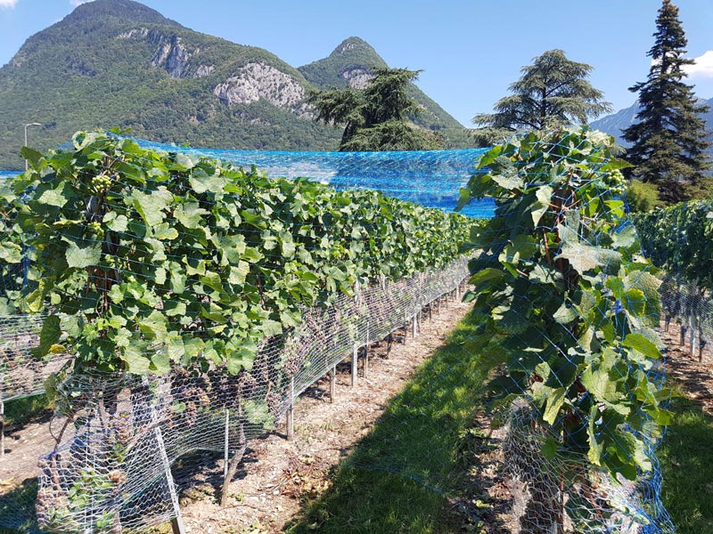 Vigne de Chasselas à Aigle de la Maison Henri Badoux.