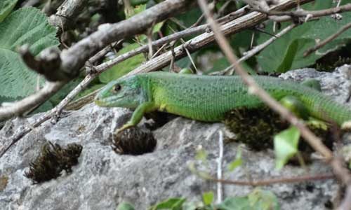 Le lézard vert dans le vignoble du Clos des Murailles à Aigle.