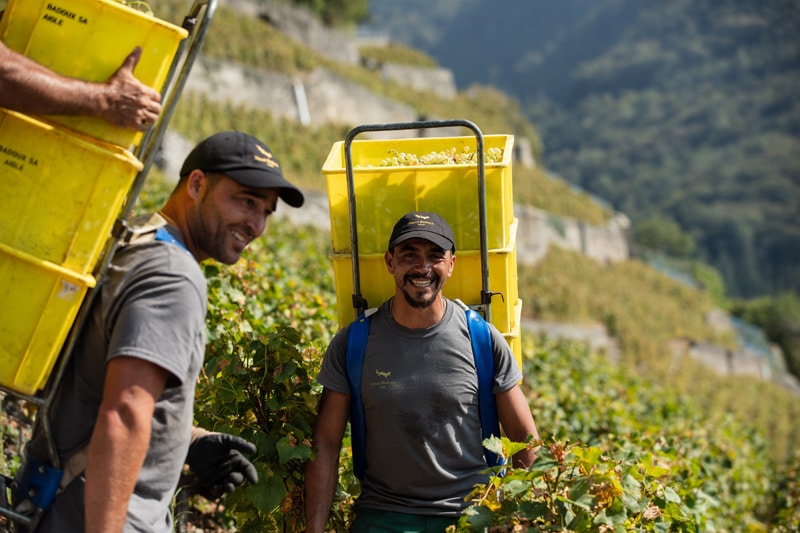 Vendangeurs dans le vignoble du Clos des Murailles à Aigle, propriété de la Maison Henri Badoux.