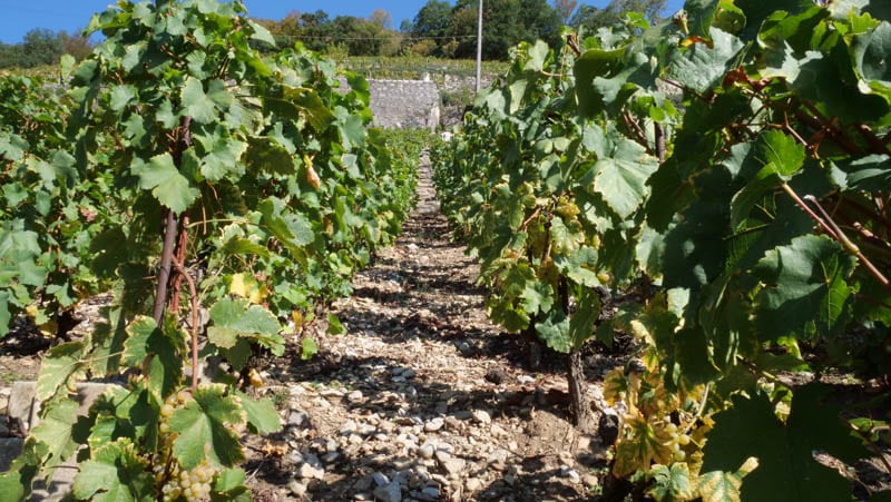 Sol des vignes des Murailles au printemps.