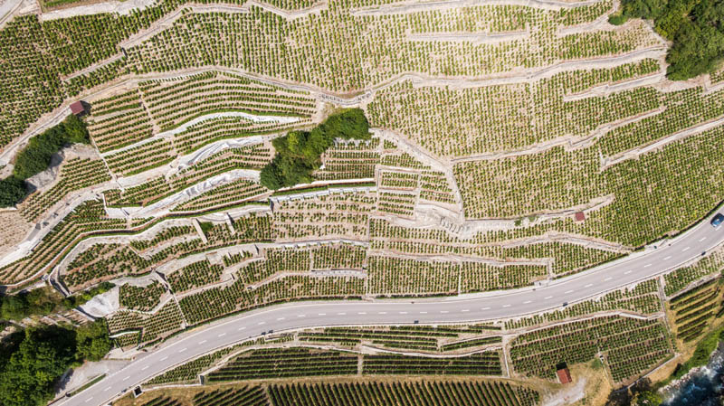 Vignoble des vins des Murailles à Aigle, avec ses murs en pierres sèches.